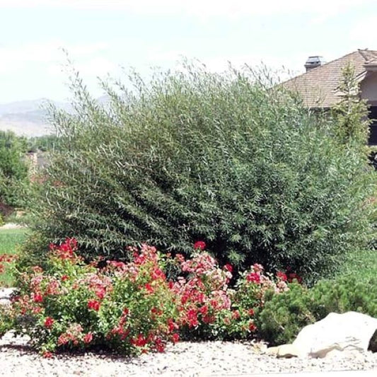 Blue Arctic Willow shrubs used as an informal hedge, adding vibrant color to the landscape.