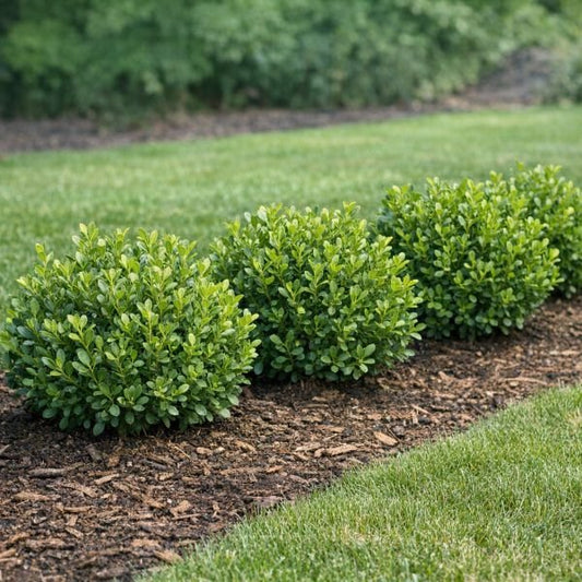 Boxwood Winter Gem