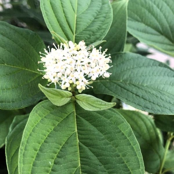 Close-up of white flowers on Yellow Twig Dogwood