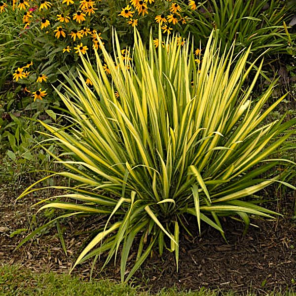 Yucca filamentosa Color Guard showcasing yellow variegated leaves and evergreen foliage"