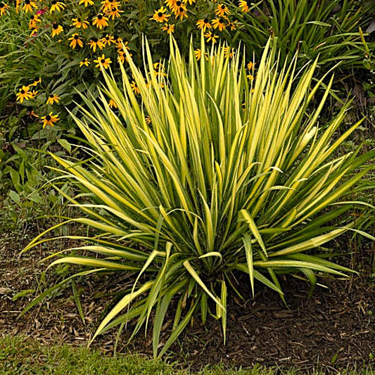 Yucca filamentosa Color Guard showcasing yellow variegated leaves and evergreen foliage"