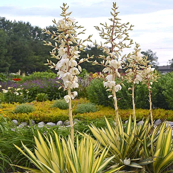 Color Guard Yucca blooming with large white flower heads in summer"