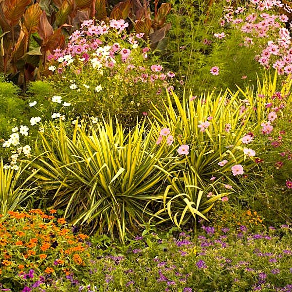 Drought-tolerant Color Guard Yucca planted in a sunny garden"