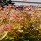 : "Metamorphosa Japanese Maple with white and reddish-orange foliage in summer"
