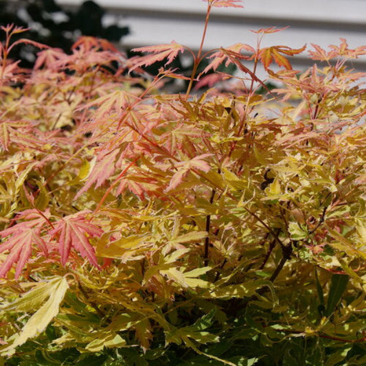 : "Metamorphosa Japanese Maple with white and reddish-orange foliage in summer"