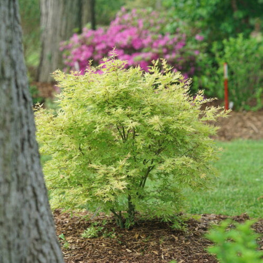 "Metamorphosa Japanese Maple with yellow leaves and pink margins in spring"