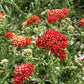 New Vintage Red Yarrow