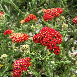New Vintage Red Yarrow with bold red flower clusters and white centers above compact fern‑like green foliage.
