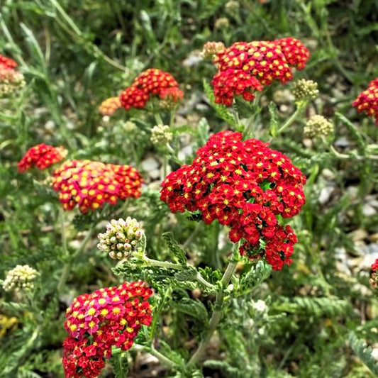 New Vintage Red Yarrow
