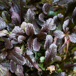 Ajuga reptans Mahogany Foliage in Shaded Gardens