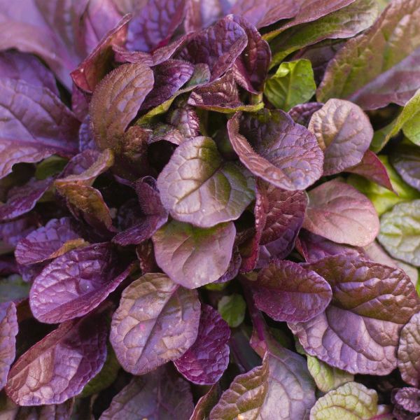 Greenwood Nursery Ajuga