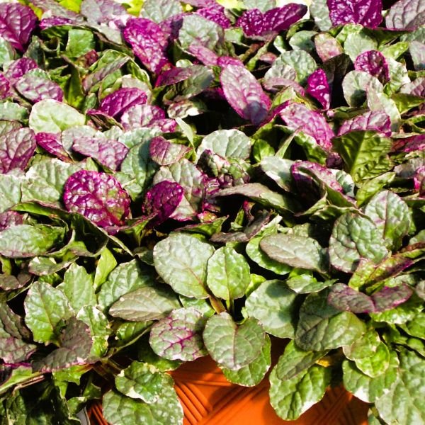 Greenwood Nursery Ajuga - Thumbnail 2