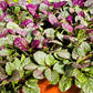 Cream and Maroon Variegated Leaves of Ajuga Burgundy Glow