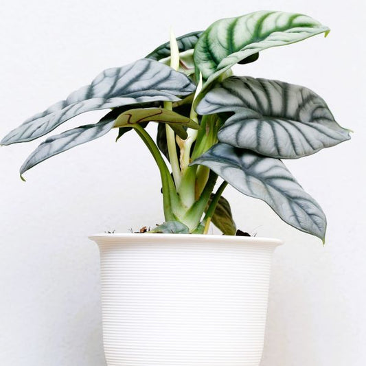 Close-up of Alocasia ‘Silver Dragon’ leaf showing its unique scale-like texture and silvery-green pattern – available from Greenwood Nursery’s online plant shop.