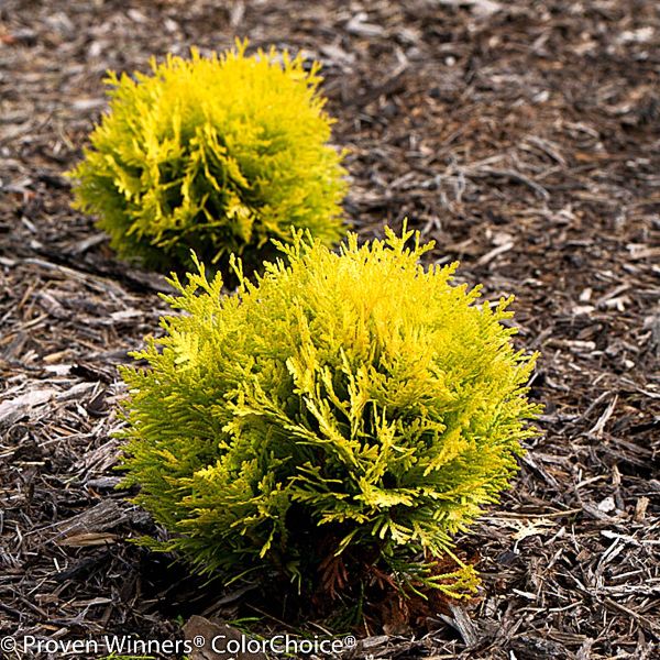 Compact Anna's Magic Ball Shrub with Yellow-Green Foliage – Greenwood Nursery"