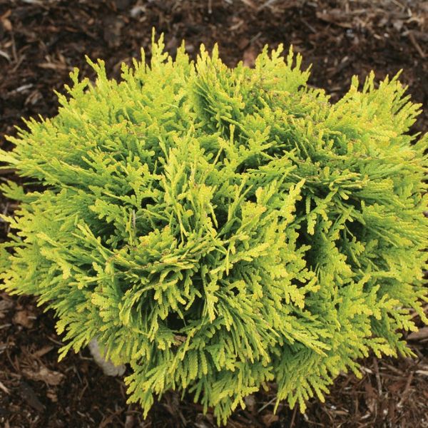 Compact Anna's Magic Ball Shrub with Yellow-Green Foliage – Greenwood Nursery