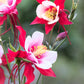 Red & White Columbine Flowers: "Close-up of Aquilegia Kirigami™ Red & White Columbine's vibrant red and white flowers with white centers