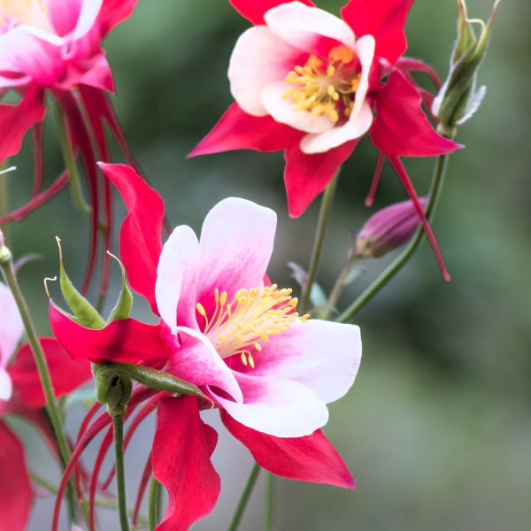 Red & White Columbine Flowers: "Close-up of Aquilegia Kirigami™ Red & White Columbine's vibrant red and white flowers with white centers