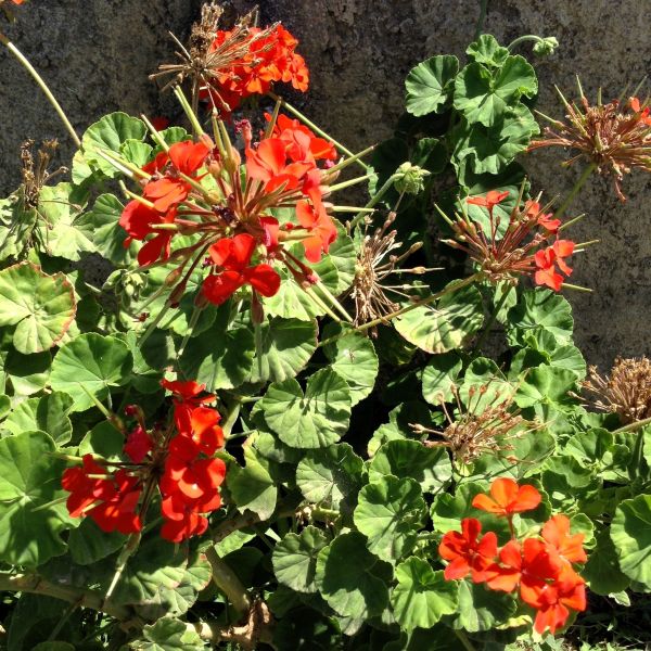 Wild Red Columbine with vibrant red flowers in a garden setting