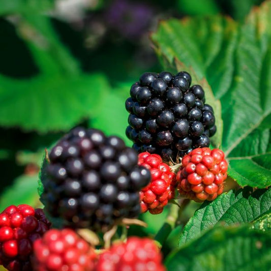 Large Sweet Blackberries on Arapaho Plant