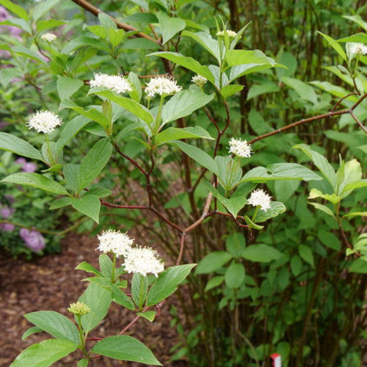 Arctic Fire® Red Dogwood used in a garden, adding vibrant red color and compact growth