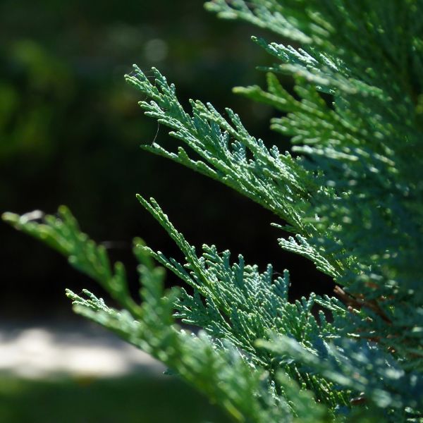 Close-up of silvery blue-green foliage of Carolina Sapphire Arizona Cypress