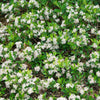 "Ground Hog™ Aronia (Aronia melanocarpa) with small white flowers and glossy green foliage."