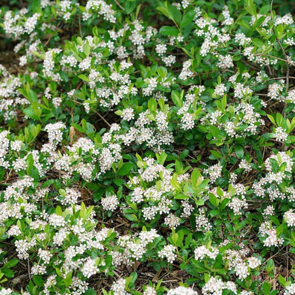 "Ground Hog™ Aronia (Aronia melanocarpa) with small white flowers and glossy green foliage."
