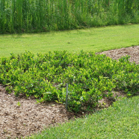 "Ground Hog™ Aronia planted as ground cover, providing dense, lush greenery."