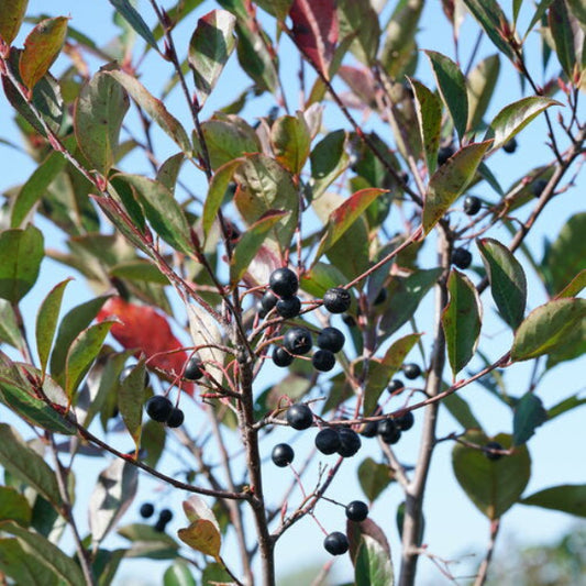 "Close-up of Low Scape Snowfire Aronia showcasing its vibrant red fall foliage."