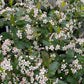 Low Scape Snowfire Aronia (Aronia melanocarpa) with delicate white flowers in full bloom."