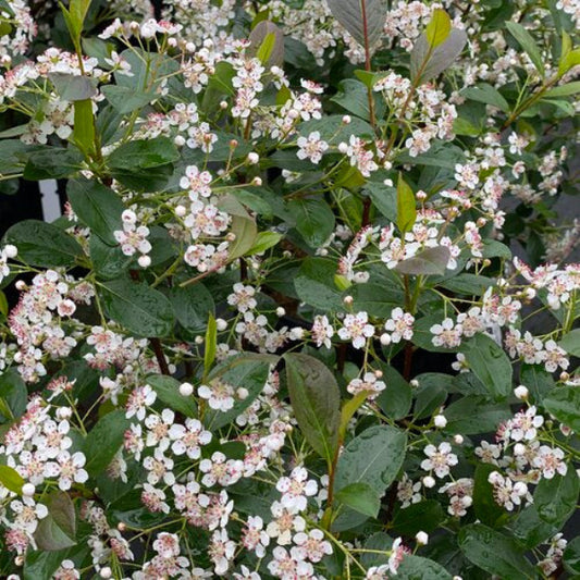 Low Scape Snowfire Aronia (Aronia melanocarpa) with delicate white flowers in full bloom."