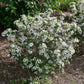 "Low Scape Snowfire Aronia planted in a garden border, adding seasonal interest and attracting pollinators."