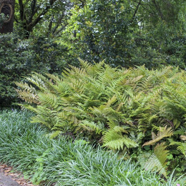 "Eye-Catching Seasonal Ferns for Borders and Rock Gardens"