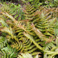 Greenwood Nursery Autumn Brilliance Fern for Year-Round Beauty"