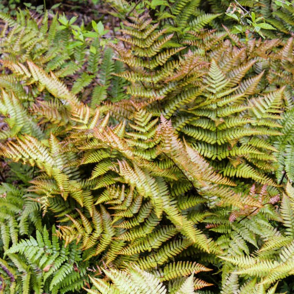 Greenwood Nursery Autumn Brilliance Fern for Year-Round Beauty"