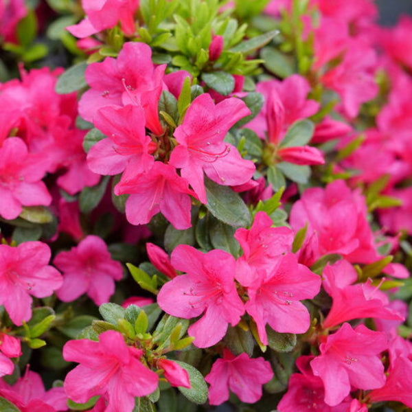1.	Image of Perfecto Mundo® Fuchsia Carpet Azalea in Bloom: "Perfecto Mundo® Fuchsia Carpet Azalea with vibrant hot pink flowers in full bloom."