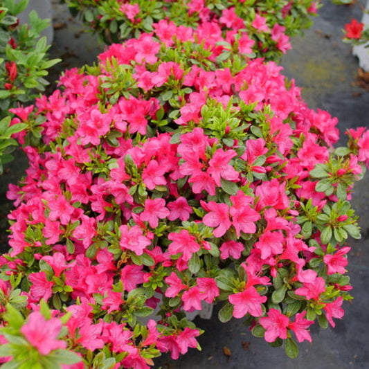 Perfecto Mundo® Fuchsia Carpet Azalea planted as ground cover, adding vibrant color and attracting pollinators."