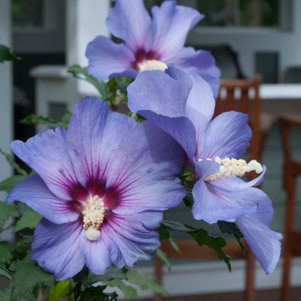 Close-up of Azurri Blue Satin® Rose of Sharon's large blue blooms"