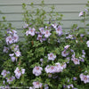 Azurri Blue Satin® Rose of Sharon with large blue flowers in a garden