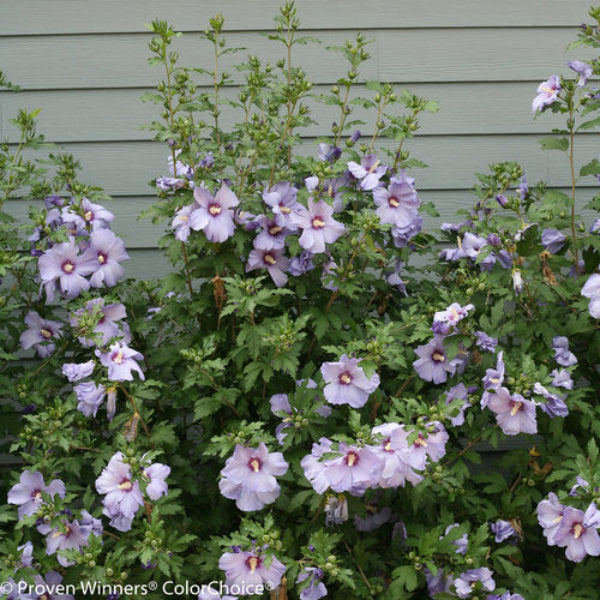 Azurri Blue Satin® Rose of Sharon with large blue flowers in a garden