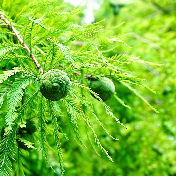 Bald Cypress Tree with Lacy Foliage and Reddish-Brown Bark – Greenwood Nursery"