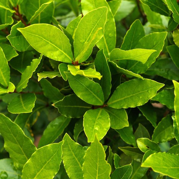 Close-up of Bay laurel green leaves with a blurred background
