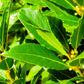Glossy Green Bay Laurel Leaves – Online Plants Nursery