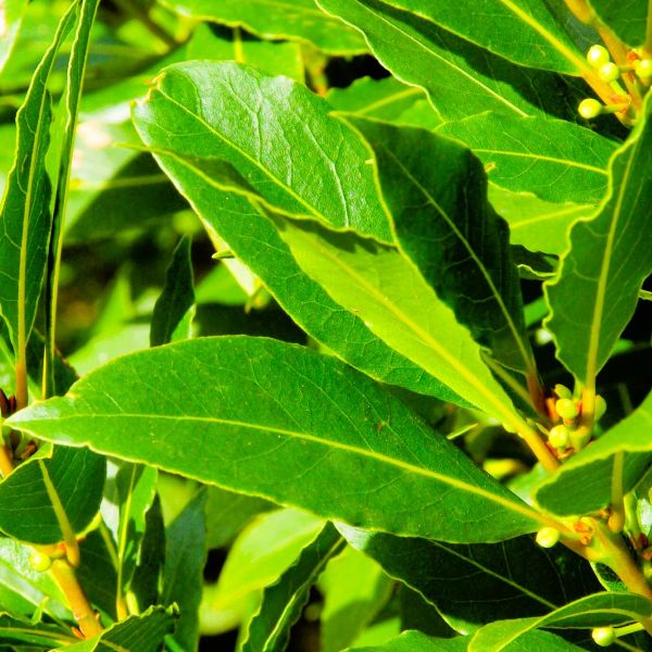 Glossy Green Bay Laurel Leaves – Online Plants Nursery
