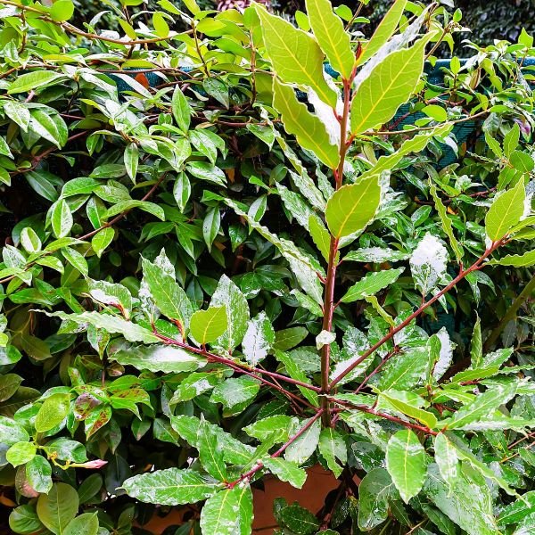 Glossy Green Bay Laurel Leaves – Online Plants Nursery