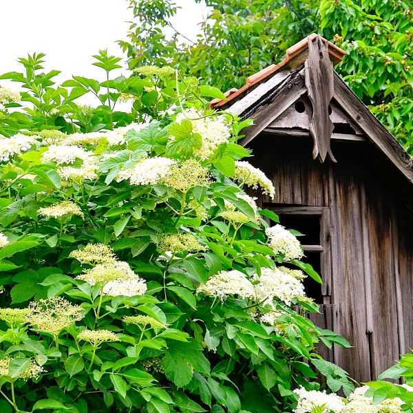 Blooming Elderberry Shrub with White Flowers – Greenwood Nursery
