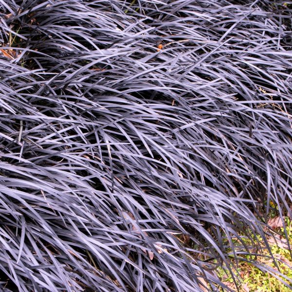 black mondo in japanese garden 