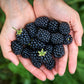 Close-up of Apache Thornless Blackberry's conical glossy black fruits