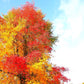 Black Gum Tree for Sale at Online Nursery – Greenwood Nursery"